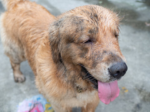 Very Dirty From Mud Golden Retriever In The Ran. Closeup Dog.