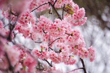 Focus of beautiful branches of pink Cherry blossoms on the tree.Sakura flowers during spring season in the park, Blossom on tree branch blooming, Nature floral background.