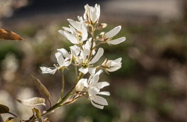 the white petals of a flowering amelanchier