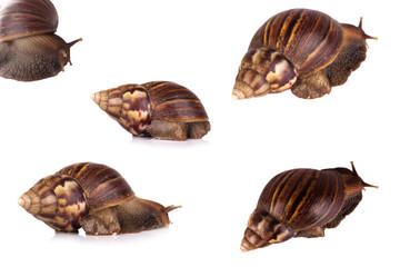 snail isolated on white background