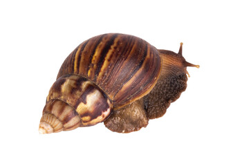 snail isolated on white background