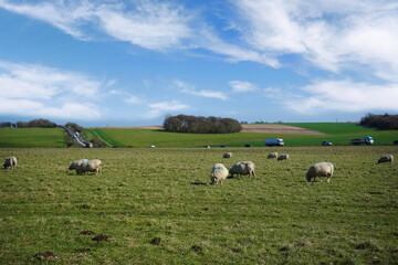 Obraz premium Herd of sheep on beautiful mountain meadow with blue sky.on background