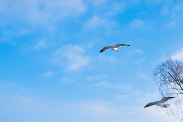 Birds flying in blue cloudy sky copy space