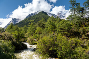 Green alpine forest and the mountain river in the valley surrounded by tall mountains with snowy tops and dense forest, horizontal image with copy space for text