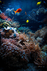 Fototapeta na wymiar Colorful Tropical Reef Landscape. Life in the ocean