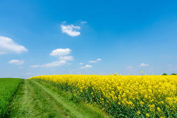 Countryside landscape with canola and green fields