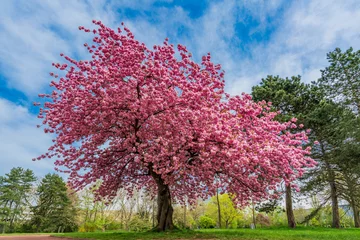 Fototapete Purpur Japanische Kirschsakura mit rosa Blüten im Frühling auf der grünen Wiese.