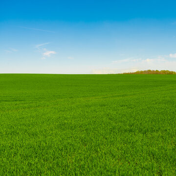 Idyllic grassland, rolling green fields, blue sky and white clouds in the background