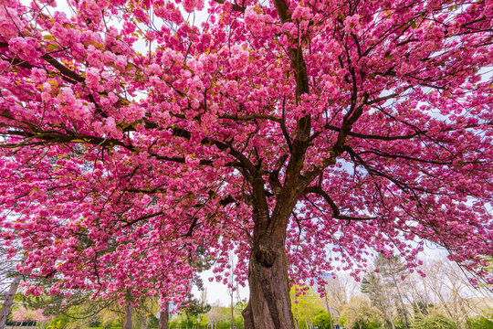 Japanese cherry sakura with pink flowers in spring time on green meadow.