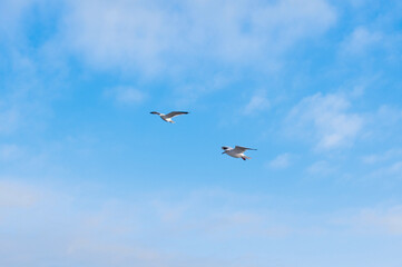 Birds flying in blue cloudy sky copy space