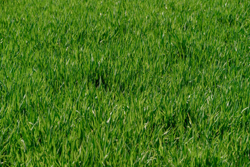 Background of beautiful green grass pattern