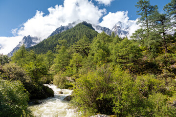 Green alpine forest and the mountain river in the valley surrounded by tall mountains with snowy tops, horizontal image with copy space for text, Daocheng Yading, Sichuan, China
