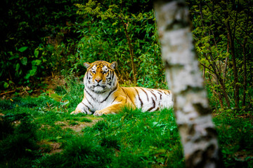 Fototapeta na wymiar Tiger laying down on green grass