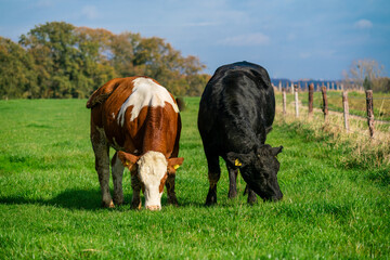 Dairy cows grazing on lush green pasture