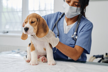 Modern young adult woman wearing mask working in veterinary clinic checking health of beagle puppy...