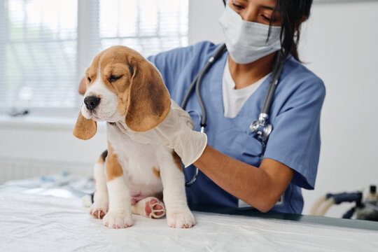 Modern young adult woman wearing mask working in veterinary clinic checking health of beagle puppy doing palpation