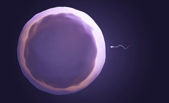Sperm cell about to fertilize an egg cell