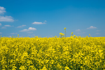 Yellow rapeseed field flowering in farmland in countryside , spring landscape under blue sky on sunny day in springtime, nature background