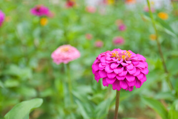 Fields of colorful zinnias in full bloom and beautiful petals in a Thai garden