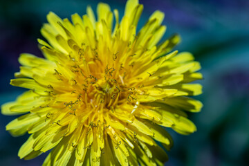 Taraxacum officinale in meadow