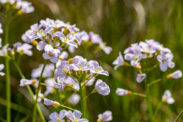 Cardamine pratensis in meadow