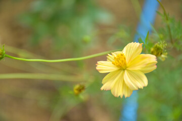 soft yellow daisies are in full bloom and beautiful petals in a Thai garden