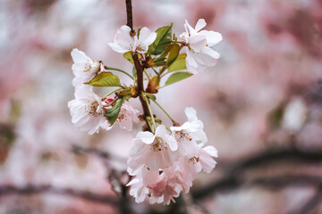 Selective focus of beautiful branches of pink Cherry blossoms on the tree 