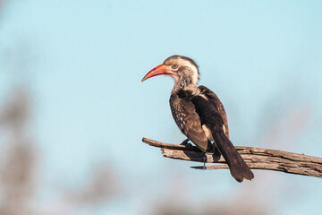 Red-billed hornbill perched on a branch