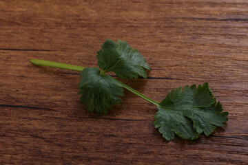 Raw green aroma cilantro leaves