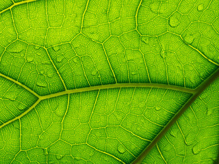 A beautiful fresh green leaf covered with raindrops, structure of leaf natural background