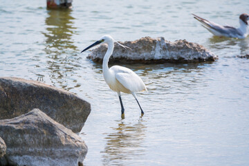 The small white heron or Little egret stands in the lake