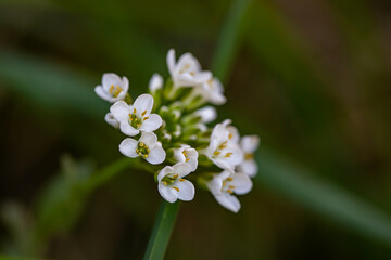Noccaea montana in meadow