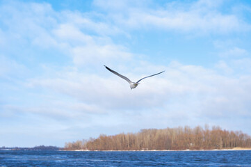 Birds flying in blue cloudy sky copy space