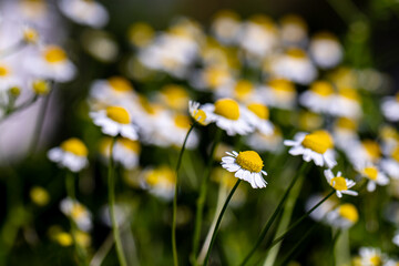 Matricaria chamomilla in meadow, close up 