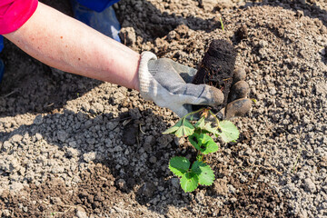 Gardener in gloves holds earthen ball of bush strawberry seedlings. gardening agriculture concept
