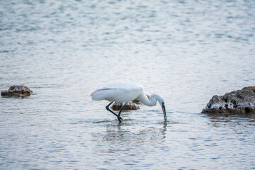 The small white heron or Little egret stands in the lake with fish in its beak.