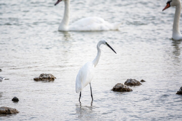 Obraz premium The small white heron or Little egret stands in the lake