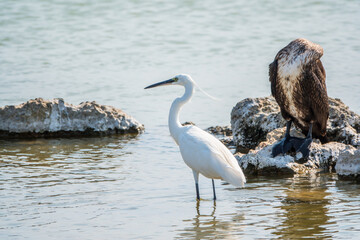 Small white heron, or Little egret, Egretta garzetta, and Great cormorant, Phalacrocorax carbo, sitting on a cliff and looking for fish in shallow water