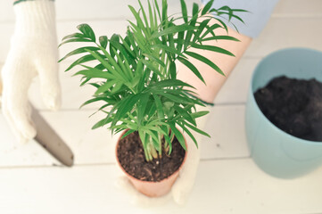 Transplantation of Green chamaedorea at home, House plants