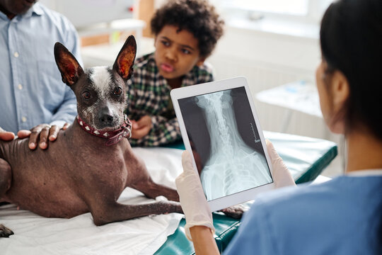 Unrecognizable doctor standing in front of dog and its owners holding digital tablet with X-ray image on screen