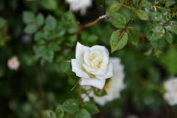 White Rose with water Droplets