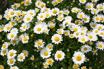 야외 정원의 흰색 꽃
