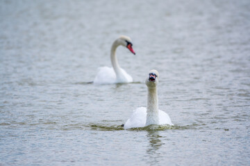 Fototapeta premium Two Graceful white Swans swimming in the lake, swans in the wild
