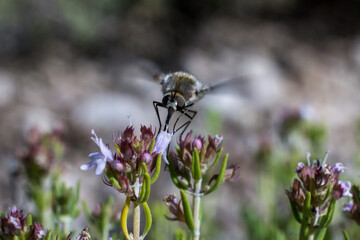 Bombylius recolectando miel