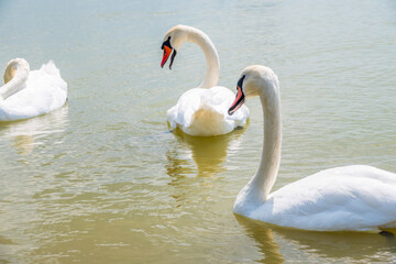 Two Graceful white Swans swimming in the lake, swans in the wild