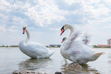 Two Graceful white Swans swimming in the lake, swans in the wild