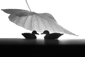 The symbol of a loving couple, the mandarin duck