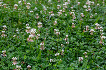 Meadow covered with white clover. Trifolium repens.