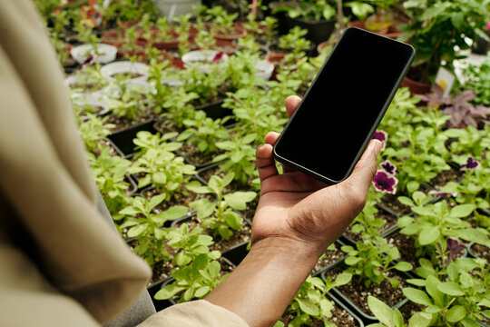Close-up of gardener holding smartphone to make photo of flowers in pots in greenhouse