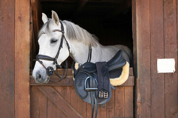 White horse, detail - only head visible out from wooden stables box